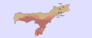 Tea Regions Guide: Teas of Assam