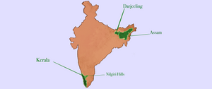 Tea Regions of India