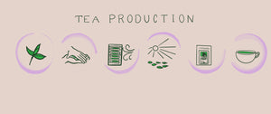 The Art of Tea Production from Leaf to Cup